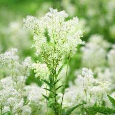 Meadowsweet Filipendula ulmaria seeds for garden planting