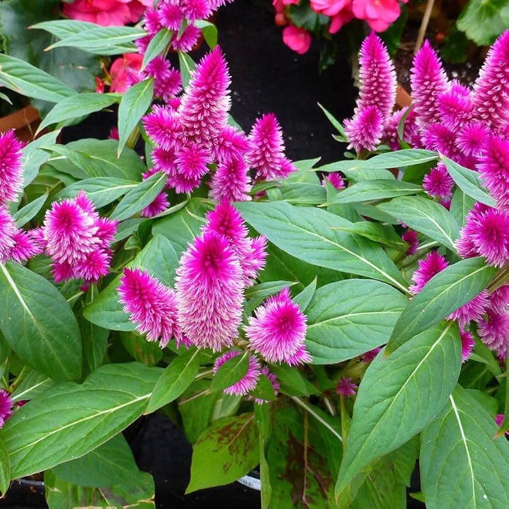 Celosia cristata hot pink frilly brain flower seeds for unique ornamental displays