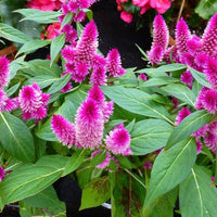 Celosia cristata hot pink frilly brain flower seeds for unique ornamental displays