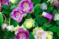 Cathedral Bells- Mix