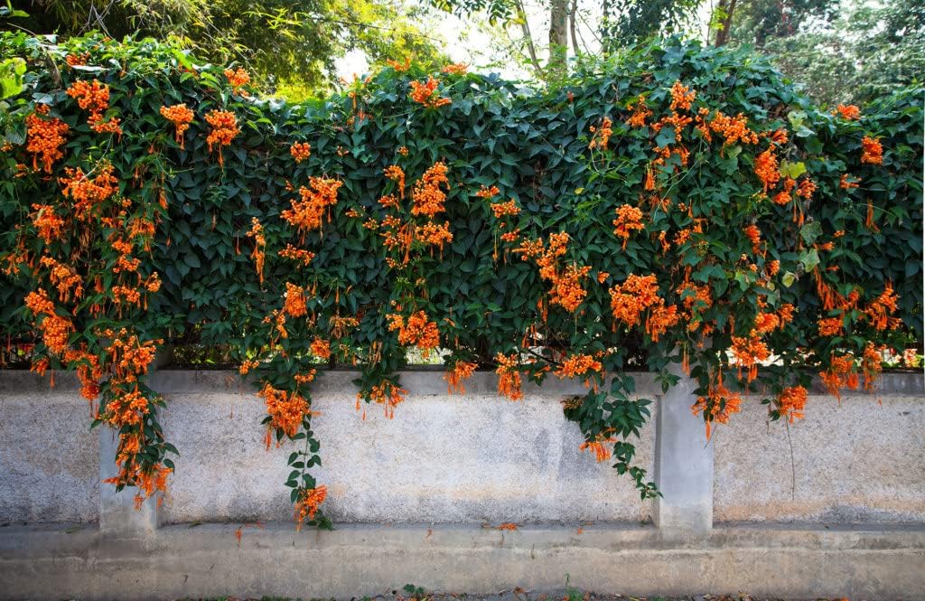 Orange Clematis Flower Seeds for planting in home garden