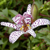 Toad (Lily) for planting in garden