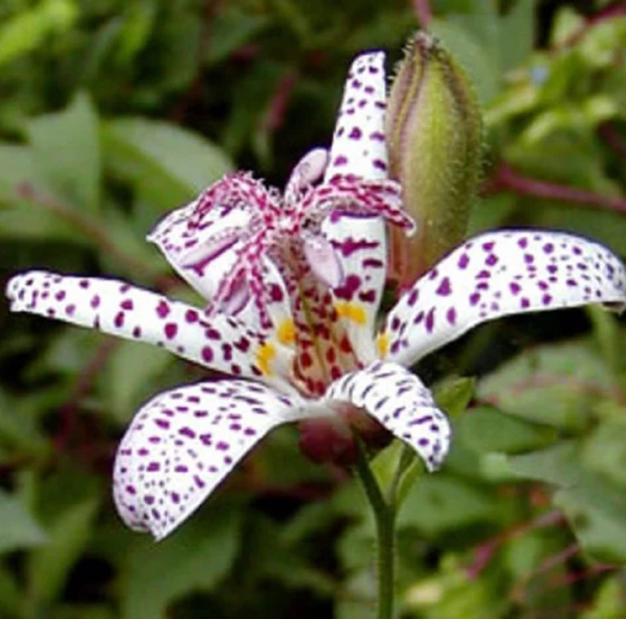 Toad (Lily) for planting in garden