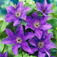 Clematis flower Clematis spp. double blue-purple climbing seeds for planting in garden trellises or fences