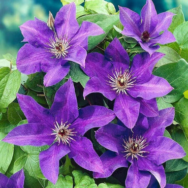 Clematis flower Clematis spp. double blue-purple climbing seeds for planting in garden trellises or fences