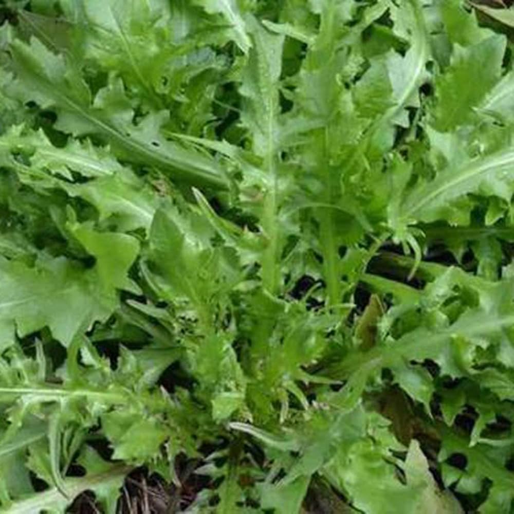 Shepherd's Purse Capsella bursa-pastoris seeds for garden planting