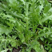 Shepherd's Purse Capsella bursa-pastoris seeds for garden planting