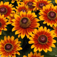 Rudbeckia Hirta Mixed Colors Garden Flower Seeds for Outdoor Planting