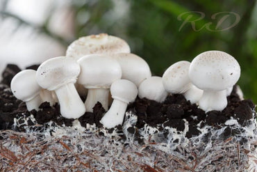 Mushroom Succulent Plant Seeds for Home Garden