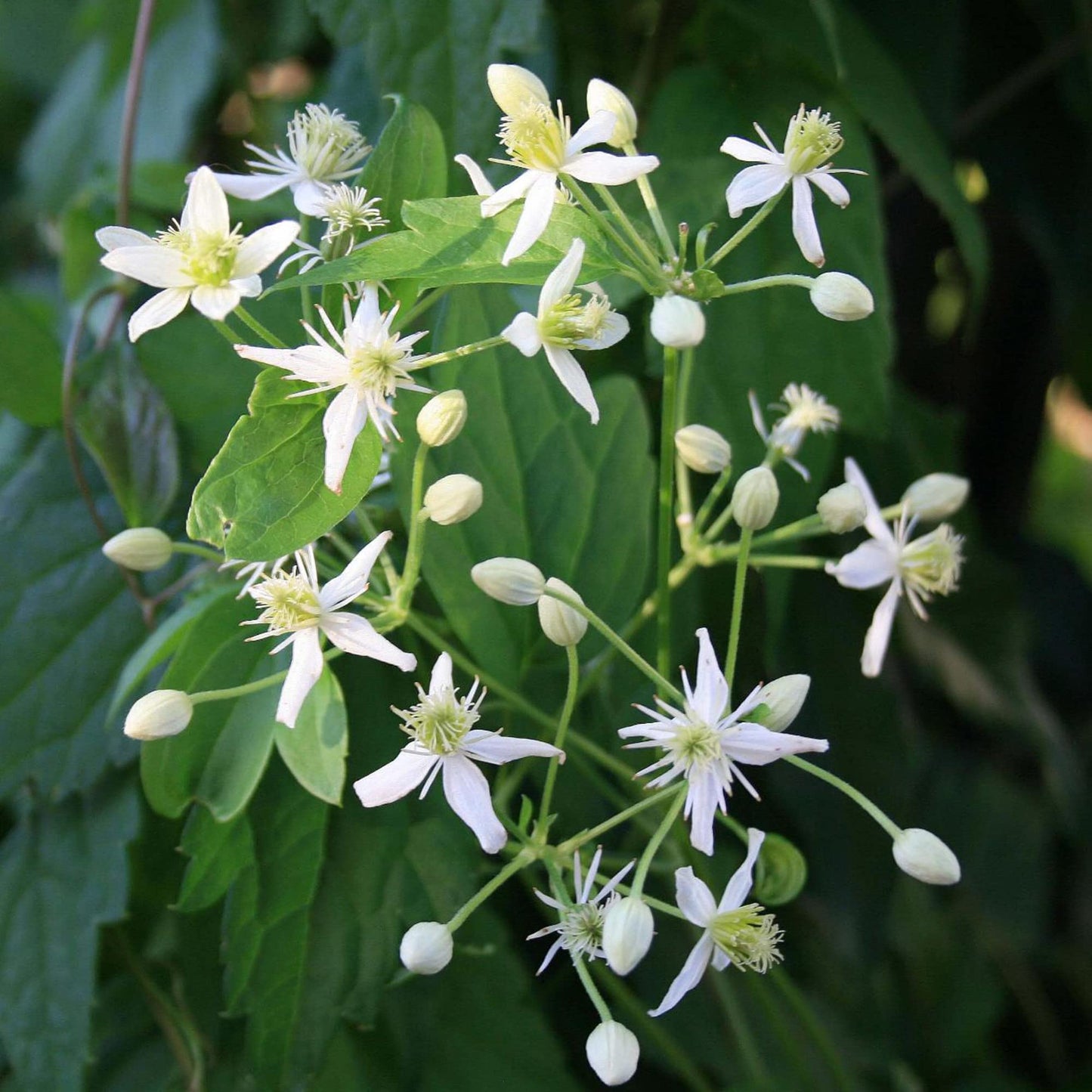 Clematis Clematis vitalba Flower Seeds for Planting Virgin Bower Variety in Home Garden