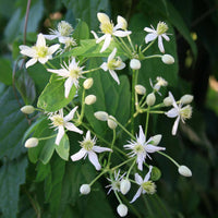 Clematis Clematis vitalba Flower Seeds for Planting Virgin Bower Variety in Home Garden