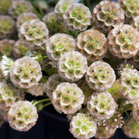 Heirloom Non-GMO Drumstick Scabiosa Flower Seeds for Planting – Unique Globe-Shaped Garden Blooms