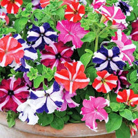 Petunia Hybrida Semi-Climbing Multicolor Flower - for planting in home garden