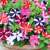 Double Petal Petunia Flower Seeds for Indoor & Outdoor