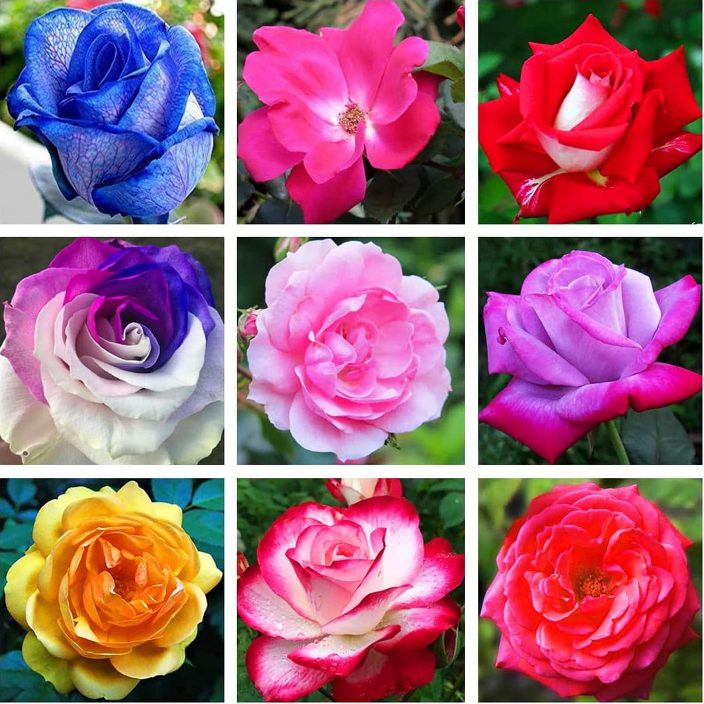 Mini Rose Mixed Colors Perennial Flower Seeds for Garden