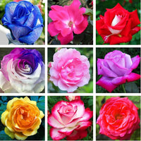 Mini Rose Mixed Colors Perennial Flower Seeds for Garden