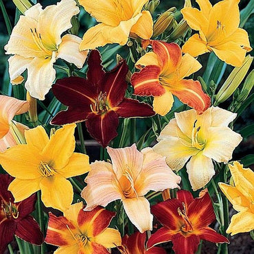 Tawny Daylily Mixed Colors Hybrid Hemerocallis Flower Seeds