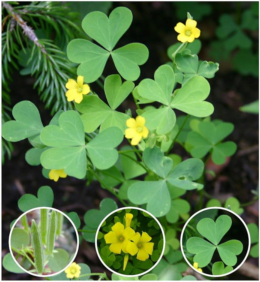 Yellow wood sorrel flowers from seeds with bright yellow blooms and clover-like green leaves