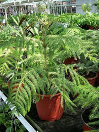 Heirloom Non-GMO Araucaria Flower Seeds for Planting – Rare Evergreen Tree Seeds