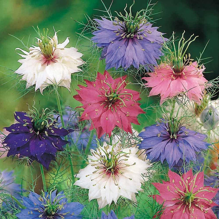 Organic Nigella Persian Flower Seeds for Planting – Heirloom, Non-GMO
