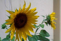 Sunflower ‘Helianthus annuus’ balcony variety – compact for pots and bonsai