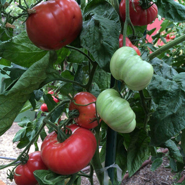 Brandywine tomato Solanum lycopersicum red heirloom vegetable seeds for planting in kitchen garden or containers