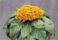 Yellow Cockscomb Celosia (Cristata) seeds – bright annual crested blooms