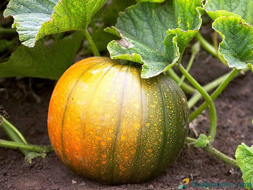 Connecticut (Field Pumpkin) for planting in garden
