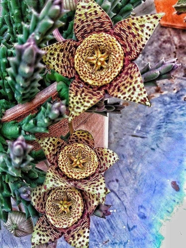 Heirloom Non-GMO Stapelia Pulchella Flower Seeds for Planting – Unique Succulent Flower Seeds