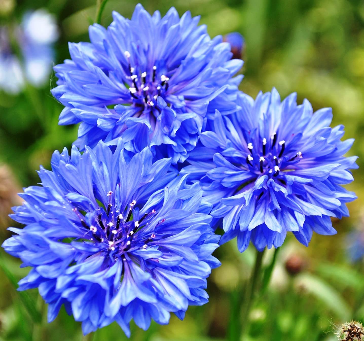 Mixed cornflowers grown from bonsai seeds with cheerful blooms in various colors