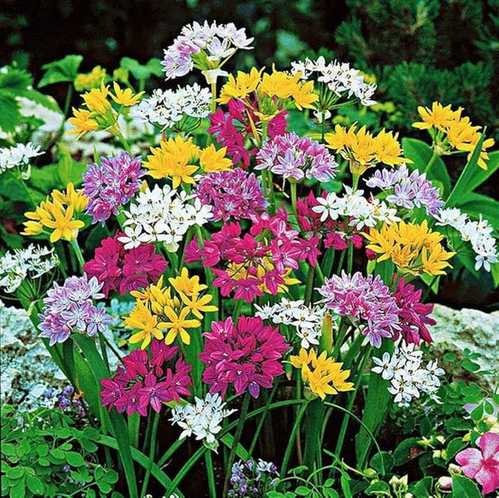 Eye Candy Allium Mixture Seeds