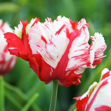Estella Rijnveld Tulip Seeds