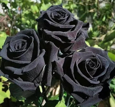 Rose Bush Flower Seeds for Planting – Heirloom, Non-GMO Seeds for Garden Landscaping