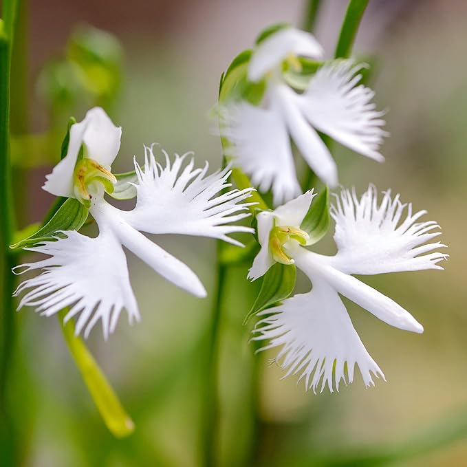 Organic Heirloom Non-GMO Radiata Seeds for Planting – Healthy Vibrant Garden Blooms