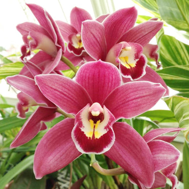 Cymbidium Faberi Elegant Ornamental Flower Seeds