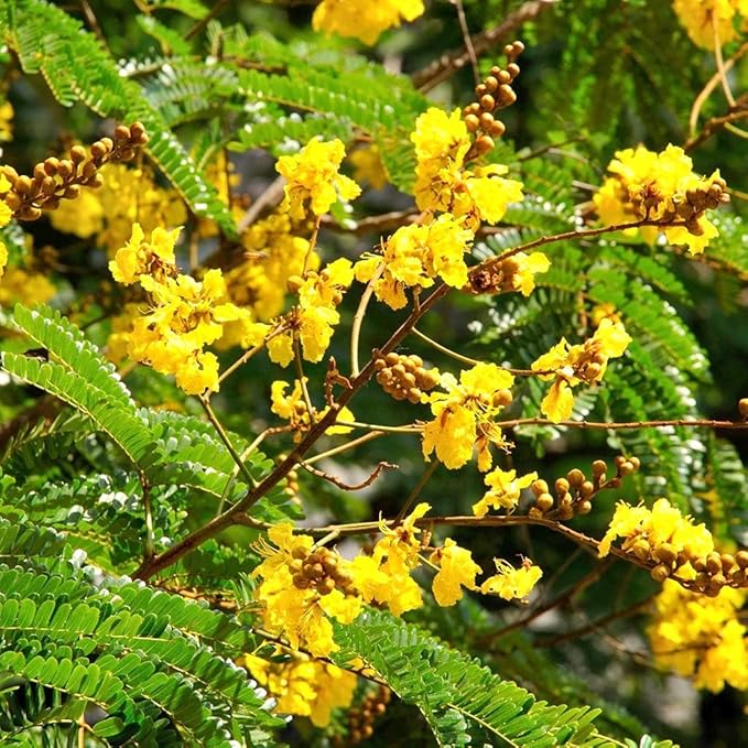 Heirloom Non-GMO Peltophorum Flower Seeds | Yellow Flame Tree Seeds for Garden Landscaping