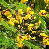 Heirloom Non-GMO Peltophorum Flower Seeds | Yellow Flame Tree Seeds for Garden Landscaping