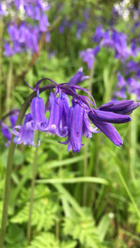 Heirloom English Bell Flower Seeds, Non-GMO Delicate Blooms for Planting - English for planting in home garden