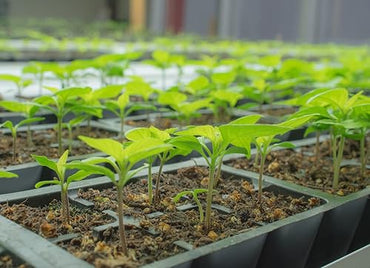 Goddess – Sweet Banana Pepper Seed