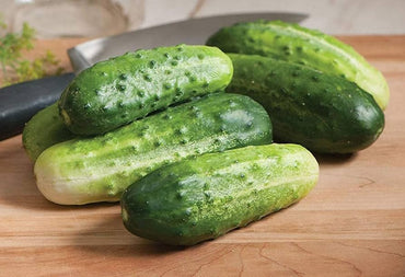 Arkansas Little Leaf cucumber seeds – compact, disease-resistant variety