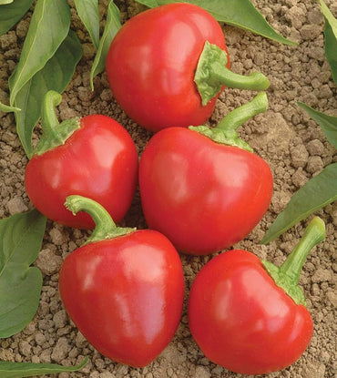 Trinidad Sweet Cherry Pepper seeds – organically grown sweet hot flavor