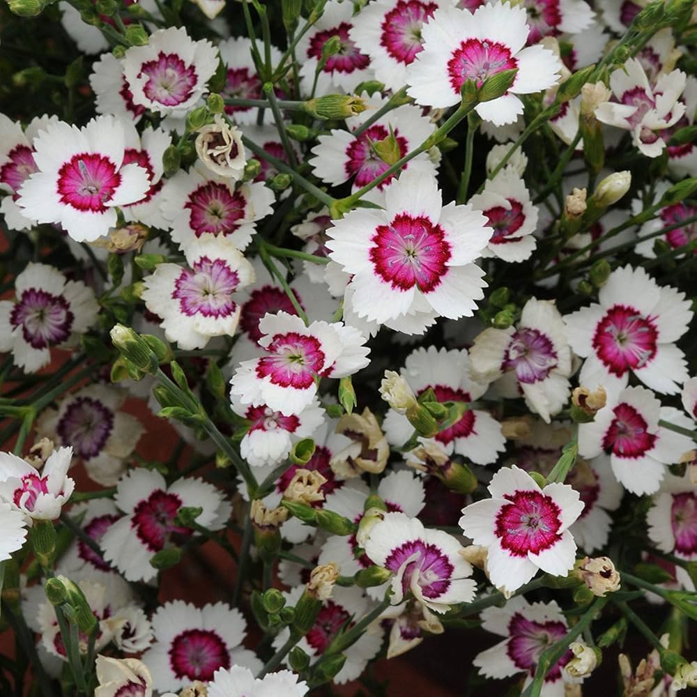 Dianthus- Merry Go Round
