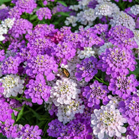 Heirloom Mixed Candytuft Flower Seeds, Non-GMO Colorful Blooms for Planting