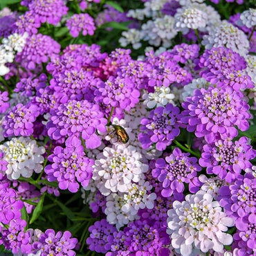 Heirloom Mixed Candytuft Flower Seeds, Non-GMO Colorful Blooms for Planting