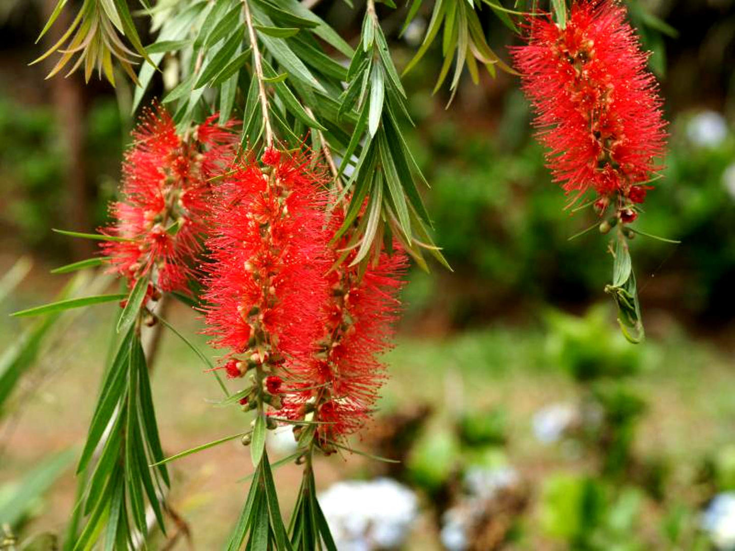 Heirloom Non-GMO Bottle Brush Flower Seeds for Planting – Vibrant GreenWill Garden Blooms
