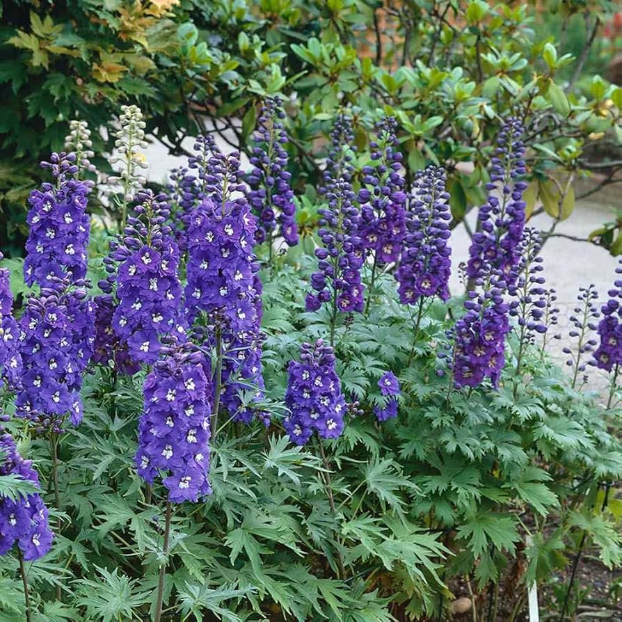 Delphinium (flower Delphinium elatum magic fountains) for planting in garden