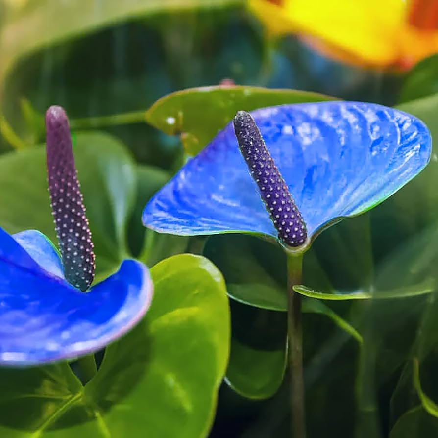 Blue Anthurium Rare Exotic Flower - for planting in home garden