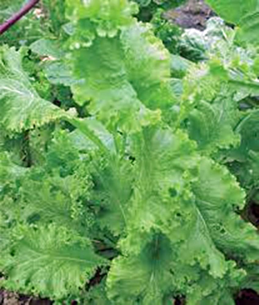 South giant mustard greens grown from organic seeds with large, spicy green leaves