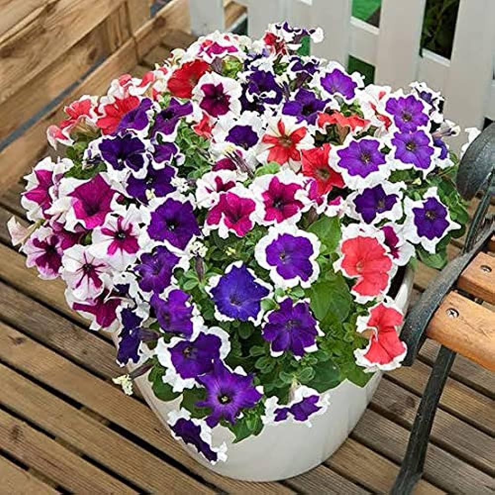 Double Petal Semi-Hanging Petunia Flower - for planting in home garden