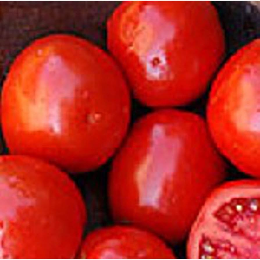 Bellstar tomato seeds – compact and early-producing for sauces and slicing